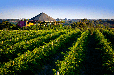 Hugh Hamilton Wines Vineyard